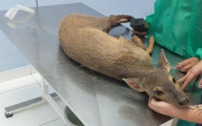 Bombeiros resgatam cervo com uma das patas quebradas, em Carandaí