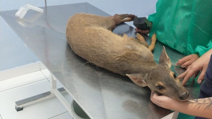 Bombeiros resgatam cervo com uma das patas quebradas, em Carandaí