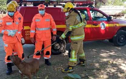 Cão da raça Pitbull foi capturado pelo Corpo de Bombeiros, em  Conselheiro Lafaiete
