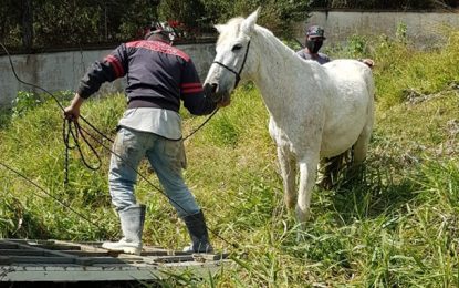Prefeitura e PRE firmam convênio para recolhimento de animais em situação de abandono