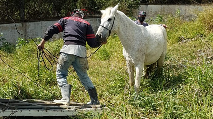 Prefeitura e PRE firmam convênio para recolhimento de animais em situação de abandono