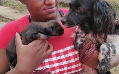 Bombeiros resgatam cadela e filhotes presos em manilha