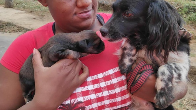 Bombeiros resgatam cadela e filhotes presos em manilha