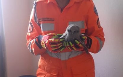 Corpo de Bombeiros realizam salvamento de uma ave (coruja) em situação de risco