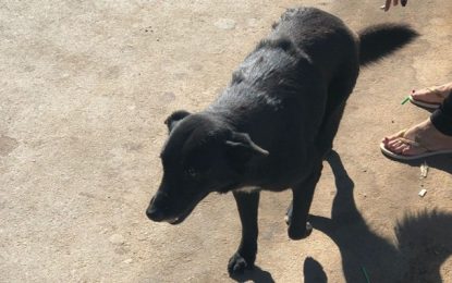 Polícia Civil indicia homem que agrediu cachorro a pauladas em Santos Dumont