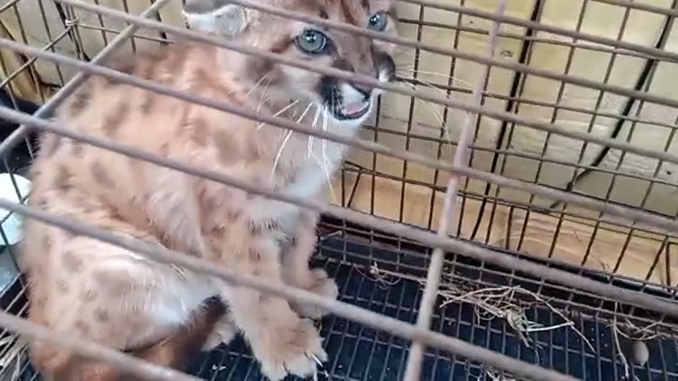 Onça parda é resgatada na zona rural de Madre de Deus de Minas