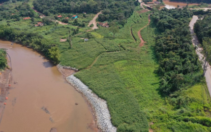 Animais silvestres estão retornando à região de Brumadinho