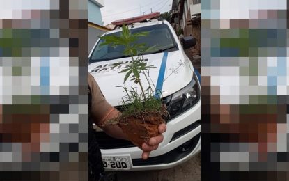 Polícia Militar apreende pé de maconha em Barbacena