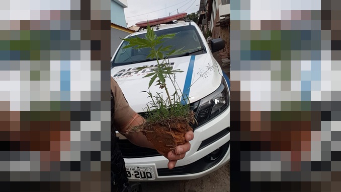 Polícia Militar apreende pé de maconha em Barbacena