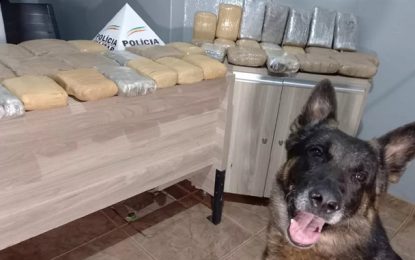 PM faz apreensão cerca de 30 kg de maconha no bagageiro de ônibus em Araxá