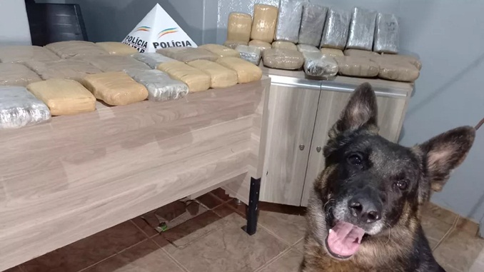 PM faz apreensão cerca de 30 kg de maconha no bagageiro de ônibus em Araxá