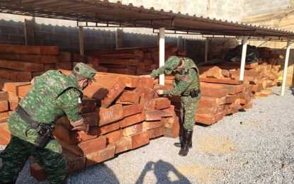 Polícia Militar de Meio Ambiente autua dois cidadãos por adquirir e armazenar madeira serra de espécies nativas