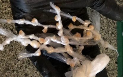 Polícias Civil e Militar prendem 2 pessoas durante operação Overdose em Piranga