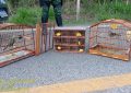 Polícia Militar de Meio Ambiente prende duas pessoas transportando pássaros silvestres ilegalmente