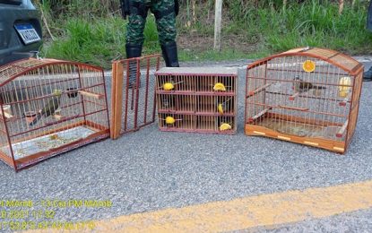 Polícia Militar de Meio Ambiente prende duas pessoas transportando pássaros silvestres ilegalmente