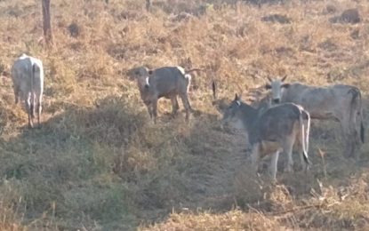 Polícia Militar prende trio em posse de mais de 140 cabeças de gado roubadas em Pompéu