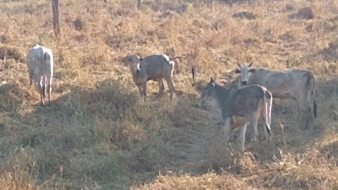 Polícia Militar prende trio em posse de mais de 140 cabeças de gado roubadas em Pompéu