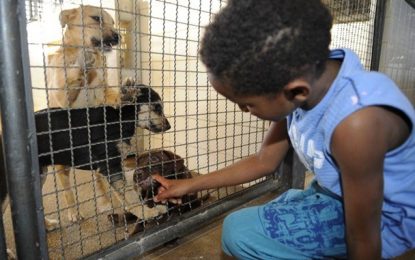 Publicada lei que proíbe sacrifício de animais pelas zoonoses