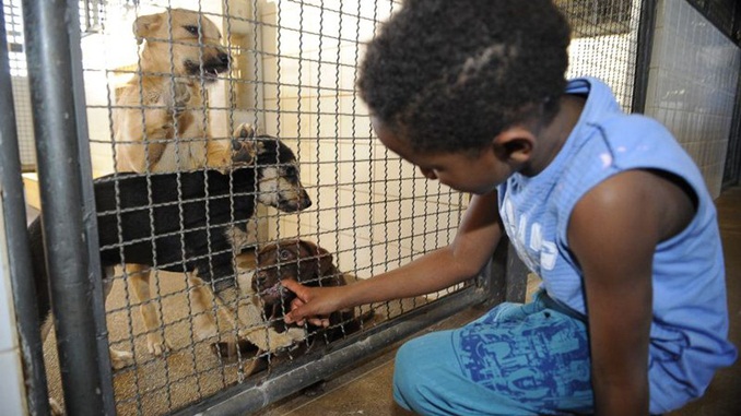 Publicada lei que proíbe sacrifício de animais pelas zoonoses